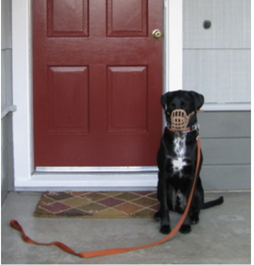 Oliver seated calmly beside a red front door wearing a basket muzzle and orange leash
